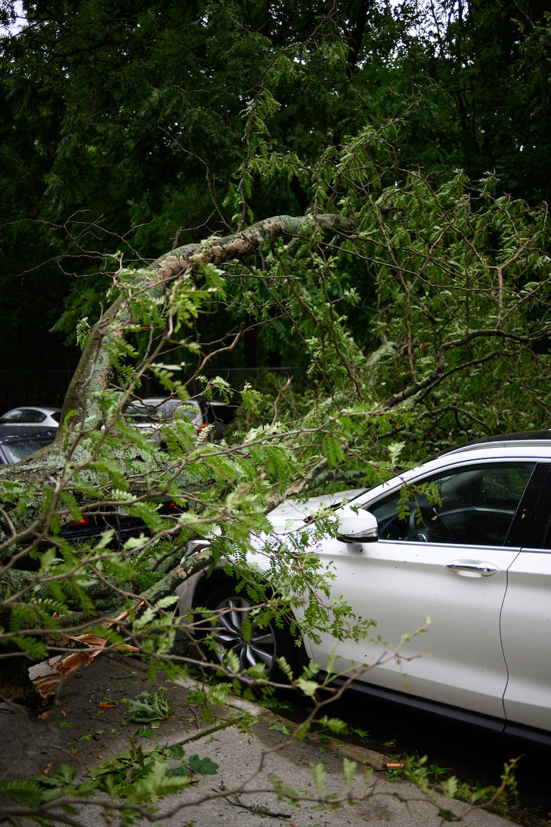 white car damaged by falling tree